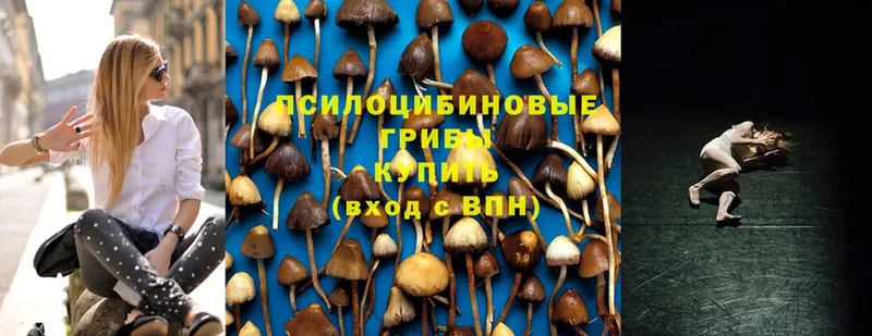 маркетплейс состав  Бирск  Галлюциногенные грибы Psilocybe 